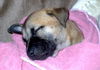 Lilly the Puppy