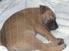 Lilly the Puppy