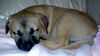 Lilly the Puppy