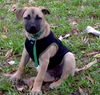 Lilly the Puppy