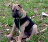 Lilly the Puppy