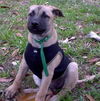 Lilly the Puppy