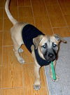 Lilly the Puppy