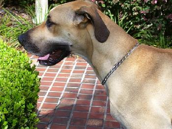 Tyler Too the Great Dane