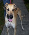 Tyler Too the Great Dane