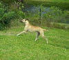Tyler Too the Great Dane