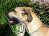 Tyler Too the Great Dane