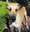 Tyler Too the Great Dane
