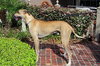 Tyler Too the Great Dane