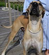 Tyler Too the Great Dane