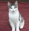 Jake the Easy Going Kitten