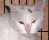 Snowball the Beautiful Girl