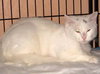 Snowball the Beautiful Girl