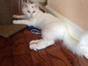 Snowball the Beautiful Girl