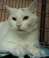 Snowball the Beautiful Girl