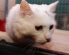 Snowball the Beautiful Girl