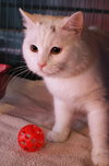 Snowball the Beautiful Girl