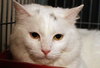 Snowball the Beautiful Girl