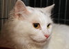 Snowball the Beautiful Girl