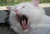 Snowball the Beautiful Girl