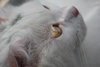 Snowball the Beautiful Girl
