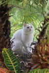 Snowball the Beautiful Girl
