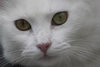 Snowball the Beautiful Girl