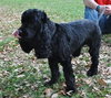 Teddy the Young at Heart Cocker Spaniel