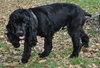 Teddy the Young at Heart Cocker Spaniel