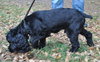 Teddy the Young at Heart Cocker Spaniel