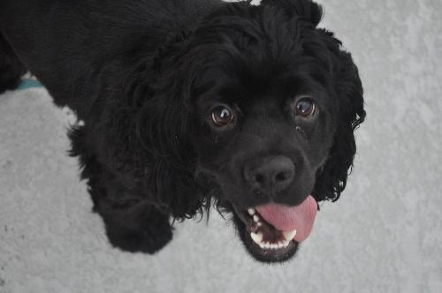 Teddy the Young at Heart Cocker Spaniel