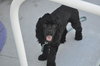 Teddy the Young at Heart Cocker Spaniel