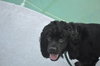 Teddy the Young at Heart Cocker Spaniel