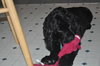 Teddy the Young at Heart Cocker Spaniel