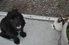 Teddy the Young at Heart Cocker Spaniel