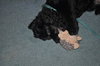 Teddy the Young at Heart Cocker Spaniel