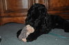 Teddy the Young at Heart Cocker Spaniel