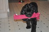 Teddy the Young at Heart Cocker Spaniel