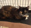 Vanessa the Beautiful Girl