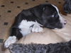 Galway the St. Patrick's Day Puppy