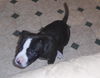 Galway the St. Patrick's Day Puppy