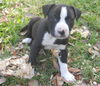 Galway the St. Patrick's Day Puppy