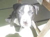 Galway the St. Patrick's Day Puppy