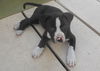 Galway the St. Patrick's Day Puppy