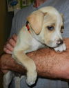 Jameson the St. Patrick's Day Puppy