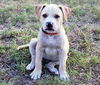 Jameson the St. Patrick's Day Puppy