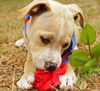 Jameson the St. Patrick's Day Puppy