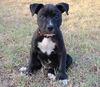 Irish the St. Patrick's Day Puppy