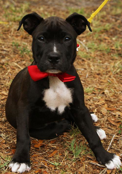 Irish the St. Patrick's Day Puppy