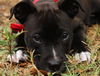 Irish the St. Patrick's Day Puppy